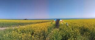 田野中赏彩虹的孤独身影