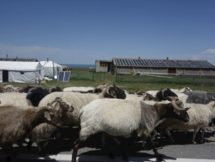 羊群公路穿行景象