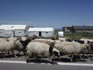 羊群过马路场景
