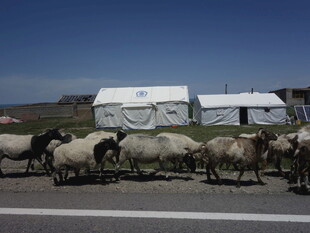 羊群穿行于草原与帐篷间