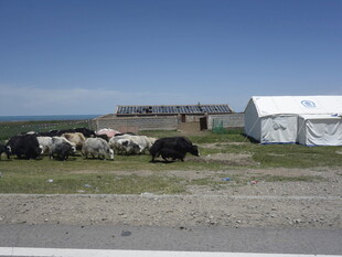 草原上的牲畜与白色帐篷