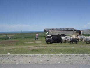 草原上的牲畜与简易屋