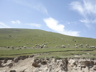 草原羊群与蓝天白云美景