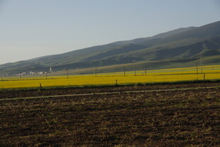 田野中的黄绿相间美景