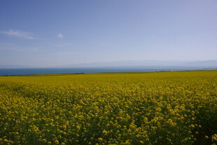 金黄油菜花海与蓝天