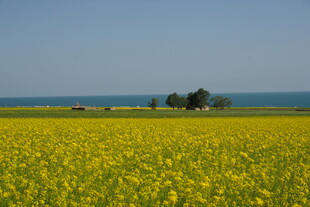 金黄油菜田与远处海景