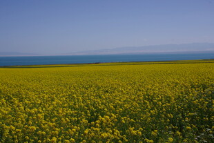 金黄油菜花田 蓝天相伴