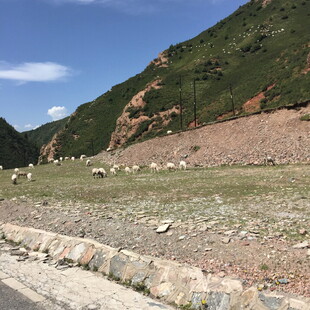 山间路旁的羊群风景