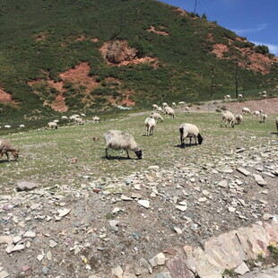 山间草地的悠闲羊群