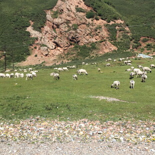 草原羊群与远处红岩景观