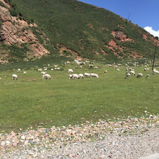 草原羊群与远山美景