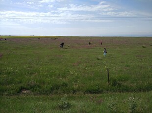 草原风光 悠然放牧场景