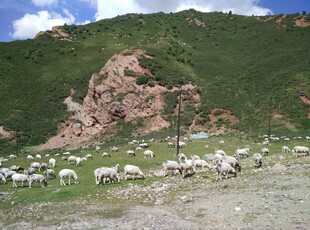 山坡上的羊群与岩石景观