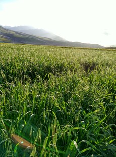 广袤绿野 尽显自然生机