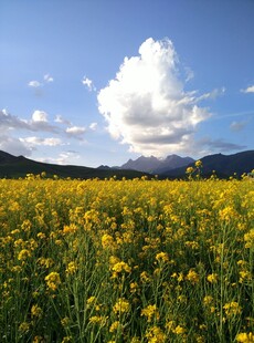 金黄花海与远山蓝天美景