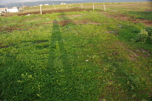 广袤绿野田园风光