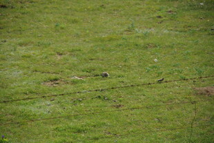 翠绿草地纹理特写