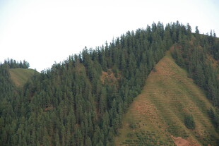 山峦葱郁的森林景观