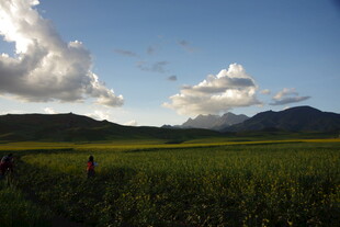 田园绿野间的悠然风光
