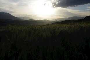 山间晨曦下的葱郁植被