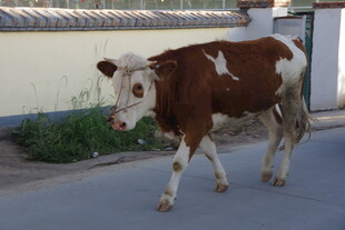 路上行走的棕白花色牛