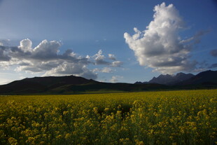 金黄花海与蓝天白云美景
