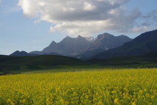 金黄花海映衬巍峨山脉
