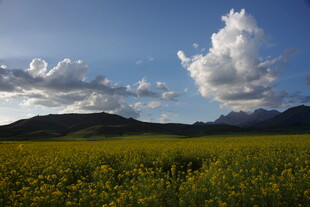 草原花海与蓝天白云美景