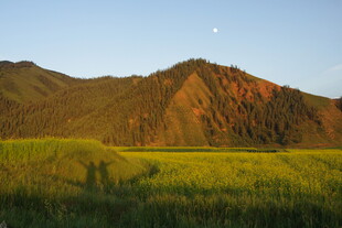 山间月色下的金黄草地