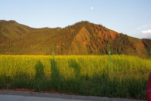 金色田野与远山的美丽景致