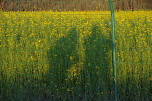 阳光下的油菜花田人影