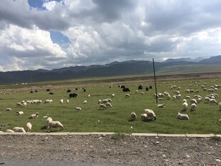 草原羊群风景图