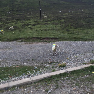 山间碎石地的孤独身影
