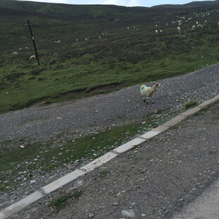 山间碎石路旁的绿意