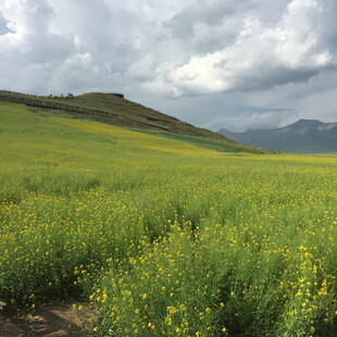 金黄油菜田野 远山云雾景