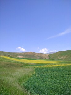 田园风光 黄绿田野与蓝天