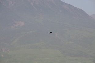 空中飞鸟与远山景色