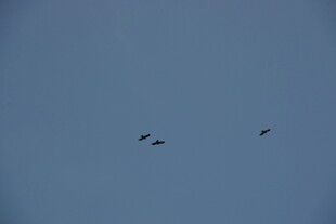 天空中飞翔的几只鸟儿