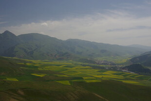 山间油菜花海美景
