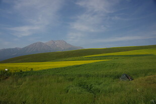 草原花海与远山美景