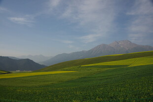 春日山间油菜花海美景