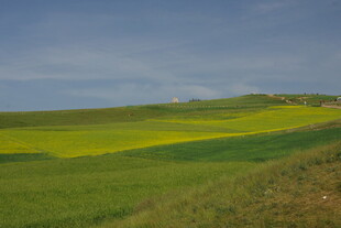 草原上的金黄花海
