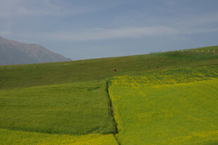 广袤油菜田中的蜿蜒小径