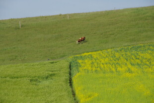 草原上的马与金黄花田