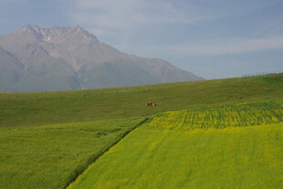 草原绿野与远山美景
