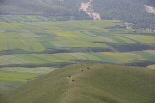 绿色田野上的远足队伍