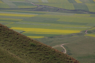 山坡下的绚烂油菜花海
