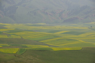 广袤田野间的绚烂油菜花海