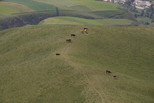 草原上的牛群悠然漫步