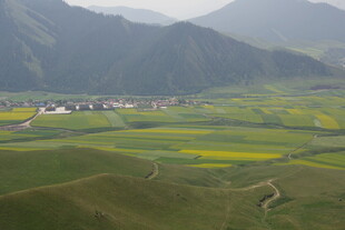 田园风光中的黄绿田野美景